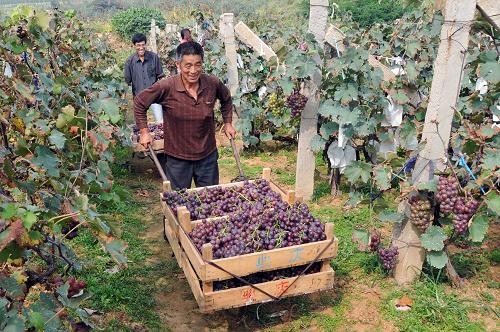 9月25日,山東省乳山市育黎鎮(zhèn)南西屋村的種植戶在搬運(yùn)采摘的“訂單葡萄”。新華社發(fā)(劉國賢 攝)