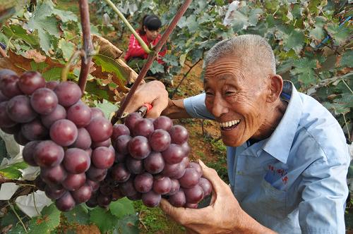 9月25日,山東省乳山市育黎鎮(zhèn)南西屋村的種植戶在采摘“訂單葡萄”。新華社發(fā)(劉國賢 攝)