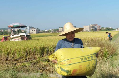 11月1日,廣西玉林市福綿管理區(qū)韋福村農(nóng)民在田間搶收水稻。從10月29日開始,受第23號臺風“山神”影響,廣西出現(xiàn)大暴雨、局部出現(xiàn)特大暴雨,防城港、玉林、欽州等6市16個縣(區(qū)、市)37萬人受災,400余間房屋倒塌;農(nóng)作物受災面積20.7千公頃,其中絕收600余公頃;直接經(jīng)濟損失2.4億元。目前,“山神”對廣西的影響已基本結(jié)束,受災市、縣、區(qū)根據(jù)本地受災情況全面展開生產(chǎn)自救工作。新華社記者 張愛林 攝