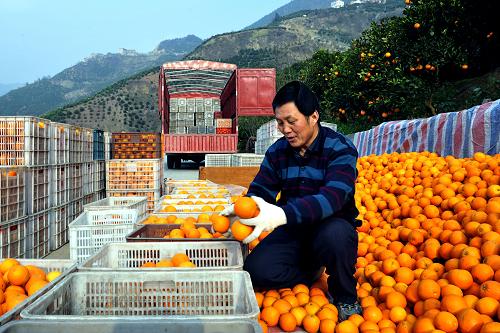 12月22日,在湖北省秭歸縣郭家壩鎮(zhèn)煙燈堡村,收購商在對(duì)臍橙分級(jí)裝箱。新華社發(fā)(王家滿 攝)