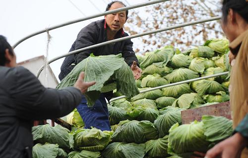 1月9日,重慶潼南桂林街道雙壩村的菜農(nóng)在碼放準(zhǔn)備運(yùn)走的甘藍(lán)。新華社記者 李健 攝