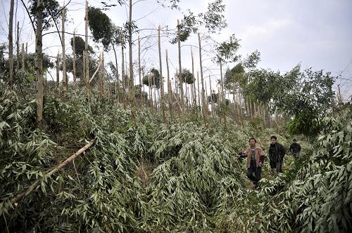 1月9日在廣西柳江縣土博鎮(zhèn)沖馬嶺林場拍攝的被凍雨壓斷的樹木。廣西壯族自治區(qū)民政廳救災(zāi)處統(tǒng)計(jì)顯示,1月4日以來,廣西桂林、河池、柳州、梧州等4市13縣出現(xiàn)低溫冷凍災(zāi)害,共造成16.66萬人受災(zāi),農(nóng)作物受災(zāi)面積18.51千公頃。目前,廣西民政部門組織了17個(gè)工作組深入各市檢查困難群眾生活安排工作落實(shí)情況,確保困難群眾不受凍、不挨餓。新華社發(fā)(黎寒池 攝)