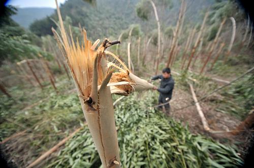 1月9日在廣西柳江縣土博鎮(zhèn)沖馬嶺林場拍攝的被凍雨壓斷的樹木。新華社發(fā)(黎寒池 攝)