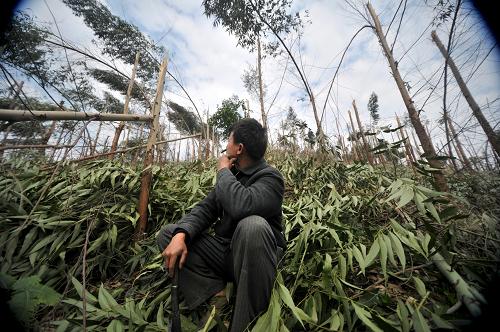 1月9日,在廣西柳江縣土博鎮(zhèn)沖馬嶺林場,工人看著被凍雨壓斷的樹木發(fā)愁。新華社發(fā)(黎寒池 攝)
