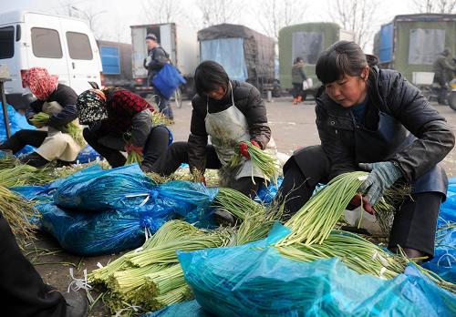1月10日,幾名工人在北京新發(fā)地農(nóng)產(chǎn)品批發(fā)市場分裝剛運(yùn)到的蒜薹。據(jù)商務(wù)部1月9日發(fā)布的商務(wù)預(yù)報(bào)監(jiān)測,上周(2012年12月31日-2013年1月6日)全國36個(gè)大中城市食用農(nóng)產(chǎn)品價(jià)格繼續(xù)回升,其中18種蔬菜平均批發(fā)價(jià)格比前一周上漲7.1%,連續(xù)10周上漲,累計(jì)漲幅超五成。新華社記者 羅曉光 攝