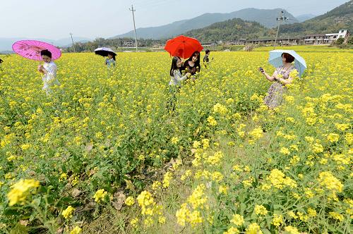 3月10日,游客在福建省閩侯縣白沙鎮(zhèn)孔元村油菜花園游覽。近年來(lái),福建省閩侯縣白沙鎮(zhèn)孔元村通過(guò)召開(kāi)民主聽(tīng)證會(huì)、入戶征求意見(jiàn)、一事一議等方式,確立生態(tài)休閑農(nóng)業(yè)為村里的支柱產(chǎn)業(yè),推進(jìn)了“田園風(fēng)光 宜居村落”生態(tài)文明鄉(xiāng)村建設(shè),實(shí)現(xiàn)了“村民富”“鄉(xiāng)村美”。 新華社記者張國(guó)俊攝