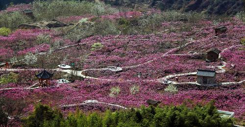 俯瞰四川省漢源縣雙溪萬畝桃園一角(3月15日攝)。新華社記者 江宏景 攝
