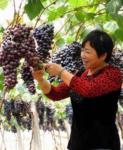 3月30日,云南省彌勒市彌陽鎮(zhèn)牛背村葡萄種植大戶潘桂花在葡萄園里勞作。新華社記者 陳海寧 攝