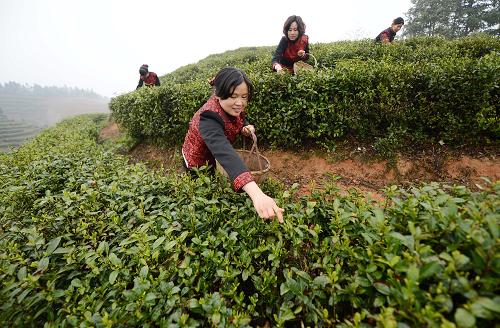 4月3日,茶農(nóng)們?cè)谀喜袨忱飬^(qū)太平鄉(xiāng)獅山茶園采摘茶葉。清明節(jié)將至,江西南昌市灣里區(qū)的茶農(nóng)們忙著采摘明前茶供應(yīng)市場(chǎng)。近年來,灣里區(qū)大力推廣茶葉規(guī)模種植,通過全面改造老茶園,大力發(fā)展新茶園,重點(diǎn)開發(fā)梅嶺景區(qū)旅游主干公路附近銅源峽、洗藥湖、獅山及羅漢嶺等8個(gè)茗茶觀光園,實(shí)現(xiàn)茶葉種植面積5000畝,茶葉綜合產(chǎn)值超億元。新華社記者 周科 攝