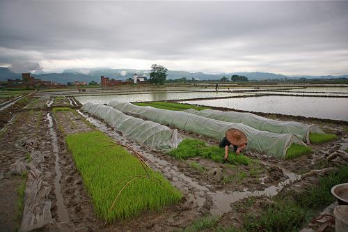 4月3日,廣西來賓市象州縣中平鎮(zhèn)農(nóng)民在田間搶插早稻秧苗。新華社發(fā)(龔堅 攝)