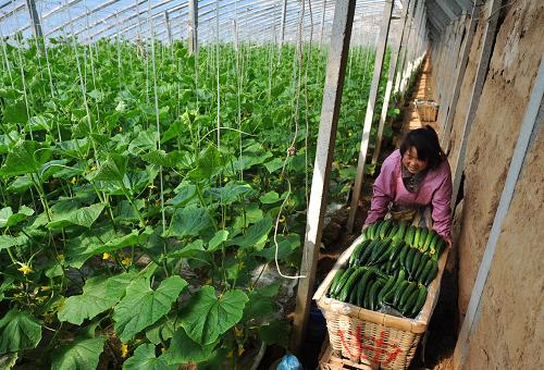 4月7日,山東省鄒平縣焦橋鎮(zhèn)后三村菜農(nóng)把采摘的黃瓜裝筐外運。隨著氣溫的不斷回升,有“黃瓜專業(yè)村”之稱的山東省濱州市鄒平縣焦橋鎮(zhèn)后三村開始忙碌起來,進(jìn)村收購黃瓜的車輛逐日增多,菜農(nóng)們抓緊采摘、銷售,一片繁忙。后三村從1996年開始發(fā)展黃瓜產(chǎn)業(yè),從最初的43戶農(nóng)民單獨種植發(fā)展到現(xiàn)在的有200多戶農(nóng)民參與的大型規(guī)?;N植。該村現(xiàn)有黃瓜大棚近400個,成了大型的合作社,并為黃瓜注冊了“綠春元”商標(biāo)。在黃瓜產(chǎn)業(yè)的發(fā)展過程中,后三村大力推進(jìn)土地、生產(chǎn)資金、水電配套、技術(shù)指導(dǎo)、生產(chǎn)資料供應(yīng)和市場銷售的“六統(tǒng)一”合作生產(chǎn),帶動了周邊9個農(nóng)村合作發(fā)展起了黃瓜專業(yè)種植產(chǎn)業(yè),成為魯北地區(qū)重要的黃瓜生產(chǎn)基地,年產(chǎn)黃瓜7200余噸。新華社發(fā)(董乃德 攝)