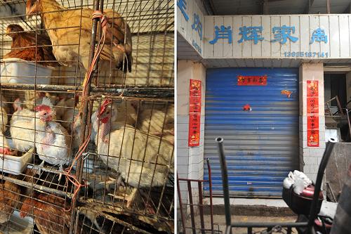 左圖為暫?;钋萁灰椎奶许敽棉r(nóng)貿(mào)市場內(nèi)待處理的活禽;右圖為頂好農(nóng)貿(mào)市場暫時關(guān)停的店家(拼版照片,4月10日攝)。近日,山西省太原市出臺多項舉措嚴(yán)防H7N9禽流感疫情,在全市范圍內(nèi)暫?;钋萁灰祝?9個集貿(mào)市場的63個活禽宰殺攤點(diǎn)暫時關(guān)停。同時加大市場監(jiān)督執(zhí)法力度,對轄區(qū)內(nèi)動物疫病進(jìn)行全面排查,強(qiáng)化應(yīng)急防控機(jī)制等措施嚴(yán)密防控。新華社記者 詹彥 攝