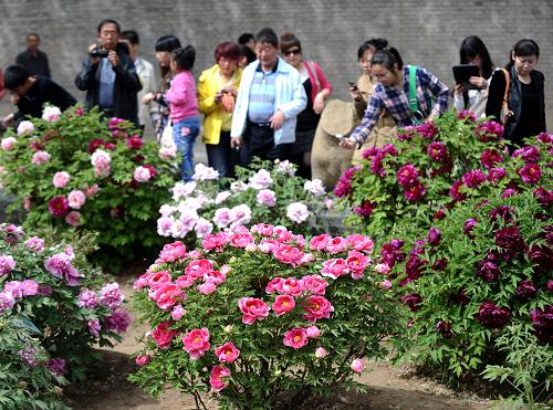 4月29日,游客在山西省太原市的雙塔寺內(nèi)欣賞牡丹。近日雙塔寺內(nèi)的六千多株牡丹競相開放。新華社記者 燕雁 攝