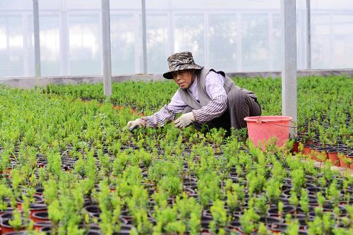 5月18日,鄒平縣紅豆杉種植基地員工在苗圃內(nèi)除草。由山東南洋生態(tài)花木觀光園投資建設(shè)的山東鄒平縣南洋紅豆杉基地占地1500畝,年產(chǎn)值達(dá)8000萬元,輻射帶動(dòng)周圍近20個(gè)村參與種植。目前,基地已完成紅豆杉培植500萬株、建設(shè)觀光園3個(gè),1萬平方米盆景培育棚、展示大廳和科技研發(fā)中心等基礎(chǔ)設(shè)施工程也已經(jīng)完工。紅豆杉是國(guó)家一級(jí)保護(hù)植物,它材質(zhì)堅(jiān)硬,具有凈化空氣、消除輻射等功用,深受北方地區(qū)市場(chǎng)的歡迎。新華社發(fā)(俞方平 攝)