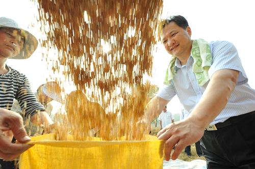 江蘇省睢寧縣雙溝鎮(zhèn)農(nóng)民在收獲小麥(2013年6月14日攝)。新華社發(fā)(洪星 攝)