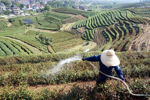 8月11日,杭州龍塢茶村的茶農(nóng)李玉梅用大功率水泵和500多米的水管,從山腳下的家中往山頂上的茶園里輸水澆灌。新華社發(fā)(李忠 攝)