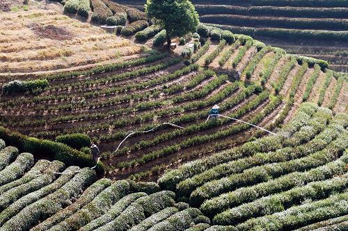 8月11日,杭州龍塢茶村的茶農(nóng)用大功率水泵和數(shù)百米的水管,從山腳下的家中往山頂上的茶園里輸水澆灌。新華社發(fā)(李忠 攝)