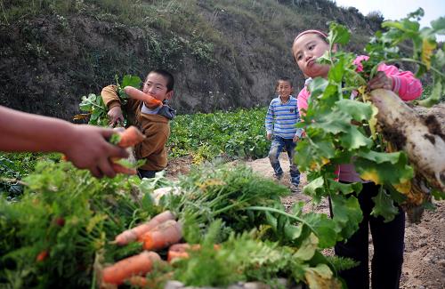 10月5日,在蘭州市榆中縣甘草店鎮(zhèn),幾個小朋友在搬運剛剛采摘的蘿卜。新華社記者 張錳 攝
