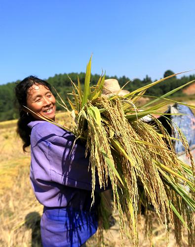 10月14日,在全國重點工程江西省峽江水利樞紐工程抬田區(qū),峽江縣羅田鎮(zhèn)古井張家抬田區(qū)糧農(nóng)孔福英在收割二晚水稻。新華社發(fā)(曾雙全 攝)