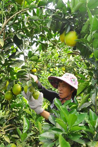 10月15日,贛州市定南縣鵝公鎮(zhèn)大風(fēng)村一名果農(nóng)在收獲臍橙。新華社發(fā)(黎橋洲 攝)