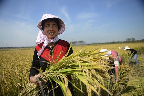 10月16日,在山東省日照市濤雒鎮(zhèn)三元糧食專業(yè)合作社水稻基地,社員于本花在收割水稻。當日,山東省日照市的農(nóng)民趁著秋高氣爽的好天氣收獲水稻,確保顆粒歸倉。10月16日是世界糧食日,“發(fā)展可持續(xù)糧食系統(tǒng),保障糧食安全和營養(yǎng)”是今年世界糧食日關(guān)注的焦點。新華社發(fā)(陳為峰 攝)