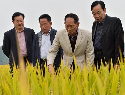 10月17日,袁隆平院士在示范基地查看水稻生長情況。當(dāng)日,湖南省超級(jí)雜交稻“種三產(chǎn)四”豐產(chǎn)工程現(xiàn)場(chǎng)會(huì)在永州市零陵區(qū)召開,袁隆平參觀了零陵區(qū)富家橋鎮(zhèn)超級(jí)雜交稻“種三產(chǎn)四”豐產(chǎn)工程示范基地。經(jīng)省、市專家現(xiàn)場(chǎng)抽樣測(cè)產(chǎn),示范基地超級(jí)雜交晚稻畝產(chǎn)582公斤。“種三產(chǎn)四”是袁隆平院士提出的“運(yùn)用超級(jí)雜交稻的技術(shù)成果,用3畝耕地生產(chǎn)出常規(guī)4畝耕地糧食”的簡稱,目標(biāo)是大幅度提高現(xiàn)有水稻的單產(chǎn)和總產(chǎn),提高農(nóng)民種糧的經(jīng)濟(jì)效益,確保國家糧食安全。新華社發(fā)(陳飛 攝)
