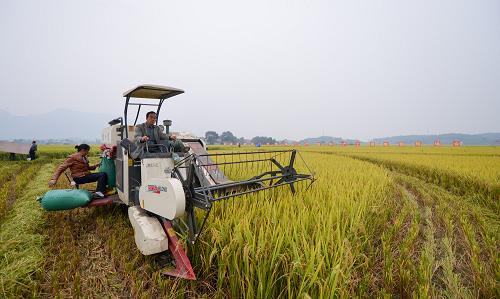 10月17日,在永州市零陵區(qū)富家橋鎮(zhèn),一位農(nóng)民正在駕駛收割機(jī)收割水稻。新華社記者 白禹 攝