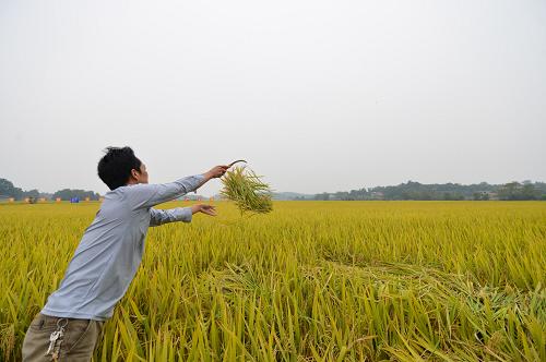 10月17日,在永州市零陵區(qū)富家橋鎮(zhèn),一位農(nóng)民正在收割地里的水稻。新華社記者 白禹 攝