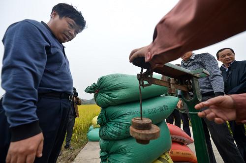 10月17日,在永州市零陵區(qū)富家橋鎮(zhèn),工作人員正在將示范基地收割的稻谷稱重用于計(jì)算畝產(chǎn)量。新華社記者 白禹 攝