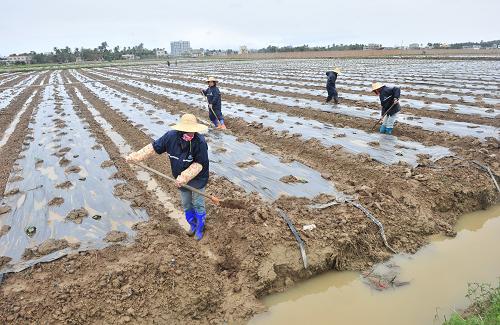 12月16日,萬城鎮(zhèn)農(nóng)民在一處苦瓜種植地挖水渠排水。新華社記者 張永峰 攝