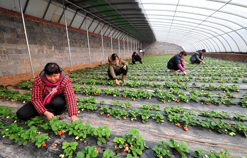 12月25日,河北省邯鄲縣德信農(nóng)業(yè)種植專業(yè)合作社社員在大棚里對(duì)草莓進(jìn)行日常管理。新華社記者 朱旭東 攝