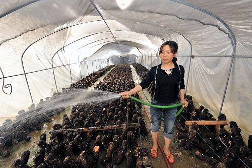 青川縣三鍋鄉(xiāng)農(nóng)民在現(xiàn)代農(nóng)業(yè)園區(qū)食用菌栽培大棚里為剛栽培的香菇苗澆水(4月18日攝)。新華社記者 何俊昌 攝