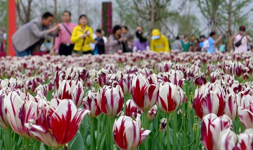 5月1日,嬌艷的花朵吸引游客駐足拍照。當(dāng)日是五一國際勞動(dòng)節(jié),西安世園會(huì)迎來參觀高潮,預(yù)計(jì)接待游客人數(shù)將超過10萬人。新華社記者 焦衛(wèi)平 攝