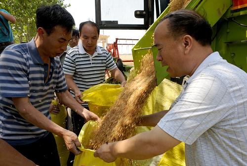 6月12日,農(nóng)業(yè)專家人員在河南??h王莊鄉(xiāng)現(xiàn)場進(jìn)行小麥測產(chǎn)實打驗收。新華社記者 朱祥 攝
