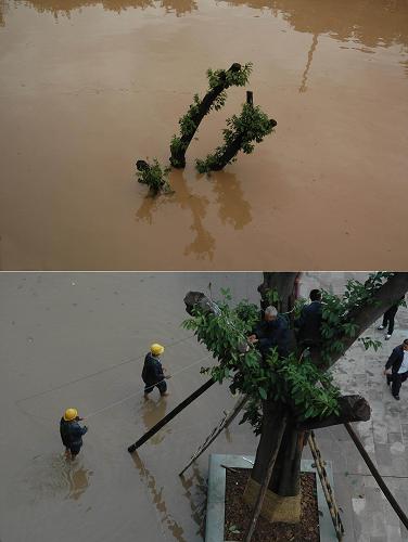 上圖:9月20日,上漲的嘉陵江水將重慶磁器口古鎮(zhèn)江邊樹木淹沒;下圖:9月19日,重慶磁器口古鎮(zhèn)居民在固定樹木以應(yīng)對(duì)嘉陵江迅速上漲的水位(拼版圖片)。新華社發(fā)(周會(huì) 攝)