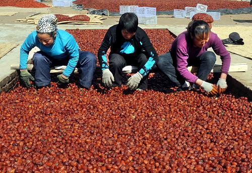 10月15日,幾位棗農(nóng)在對(duì)剛熏制的紅棗進(jìn)行挑選。新華社記者王頌攝