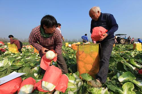 11月11日,在安徽蒙城縣莊周辦事處馬店蔬菜基地,農(nóng)民將采收的大白菜裝袋。新華社發(fā)(胡衛(wèi)國 攝)