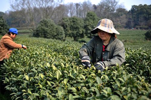 3月13日,杭州西湖區(qū)茅家埠村茶農(nóng)在自家的西湖龍井茶園里摘剪凍壞的龍井茶新芽。 據(jù)浙江杭州西湖區(qū)龍井茶產(chǎn)業(yè)協(xié)會(huì)消息,受前期持續(xù)低溫陰雨、陽光寡照天氣影響,今年的西湖龍井新茶采摘上市時(shí)間將推遲到3月下旬,與前兩年相比推遲近10天。 今年以來,浙江省持續(xù)遭遇70多天的陰雨天氣,氣溫偏低,全省平均雨量比常年同期偏多65%,日照時(shí)數(shù)創(chuàng)60年來同期最少。新華社記者 黃宗治 攝