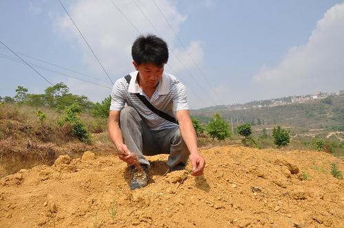 5月4日,在隆林各族自治縣者保鄉(xiāng)一處種桑養(yǎng)蠶示范基地,養(yǎng)蠶戶何仁揚(yáng)種植的200畝桑樹苗幾乎全部枯死。今年以來(lái),位于廣西西部的百色市隆林各族自治縣持續(xù)高溫干旱少雨,加上受去年春夏秋冬四季嚴(yán)重干旱影響,目前很多水源干枯斷流,抗旱形勢(shì)十分嚴(yán)峻。截至4月30日,隆林縣飲水困難人口超過(guò)7.2萬(wàn)人,受災(zāi)農(nóng)作物超過(guò)6.5萬(wàn)畝,經(jīng)濟(jì)損失預(yù)計(jì)約769萬(wàn)元。新華社記者 張曉博 攝