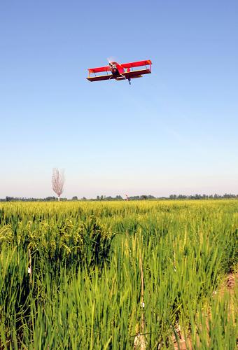 8月2日,在寧夏墾區(qū)靈武農(nóng)場,無人機在對水稻噴灑農(nóng)藥。當日,寧夏墾區(qū)靈武農(nóng)場使用小型無人機對200余畝水稻進行了農(nóng)藥噴灑作業(yè)實驗。據(jù)了解,寧夏墾區(qū)為解決高稈農(nóng)作物在生長后期人工噴灑農(nóng)藥難度大、耗時長、成本高等問題,將首次引進飛機航化作業(yè),以確保農(nóng)作物的增產(chǎn)增收。但受墾區(qū)種植面積小而分散的影響,不宜采用大型飛機進行航化作業(yè)。此次作業(yè)實驗采用的小型無人機每小時可對200畝農(nóng)田完成農(nóng)藥噴灑作業(yè),具有成本低、操作簡單、農(nóng)藥噴灑覆蓋好等優(yōu)勢。新華社記者 李然 攝