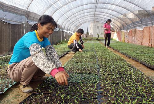 8月9日,廣西岑溪市菜農(nóng)在智能溫室內(nèi)培育特色果蔬苗。新華社記者 張愛(ài)林 攝