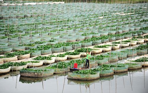 鄱陽(yáng)湖畔的江西省余干縣瑞洪鎮(zhèn)駕湖村農(nóng)民在管理網(wǎng)箱養(yǎng)殖的鱔魚(yú)(2012年9月9日攝)。近年來(lái),余干縣充分利用湖港、湖汊等水質(zhì)好、無(wú)污染的水資源,大力推廣網(wǎng)箱養(yǎng)鱔、魚(yú)蝦混養(yǎng)等特種養(yǎng)殖模式。目前,該縣養(yǎng)殖基地的網(wǎng)箱已達(dá)到7萬(wàn)多個(gè),每個(gè)網(wǎng)箱能給當(dāng)?shù)剞r(nóng)民帶來(lái)3000多元的年收入。新華社記者 周科 攝