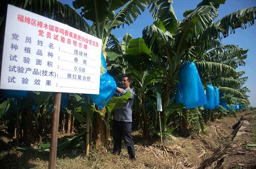 11月1日,玉林市樟木鎮(zhèn)莘鳴村黨支部書記龐繼林在察看香蕉生長情況。再過20天,他的香蕉就可上市。新華社記者 張愛林攝