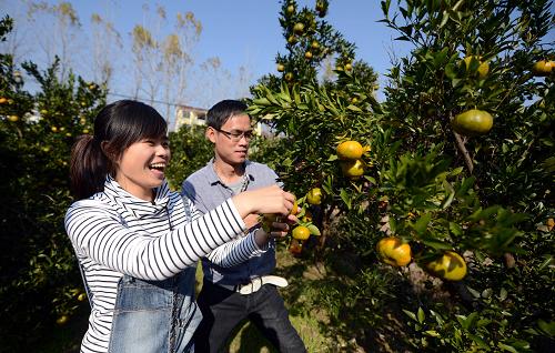 11月18日,游客在靖安縣香田鄉(xiāng)碰柑基地采摘碰柑。近年來,全國(guó)生態(tài)建設(shè)示范縣——江西靖安縣依托生態(tài)、區(qū)位與重大項(xiàng)目聚集等優(yōu)勢(shì),推動(dòng)農(nóng)業(yè)與旅游業(yè)深度融合,走生態(tài)經(jīng)濟(jì)發(fā)展之路。目前全縣森林覆蓋率達(dá)84.1%,野生植物共有2106種,占全省的41%,野生動(dòng)物429種,占全省50%,被譽(yù)為“天然基因庫(kù)”,是國(guó)家環(huán)保局確定的中東部種質(zhì)資源庫(kù)建設(shè)基地。新華社記者 周科 攝