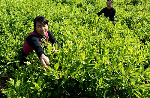11月17日,靖安縣水口鄉(xiāng)豐茂農(nóng)民合作社的萬(wàn)小英(左)在采摘引種的一種藥食兼可的有機(jī)食品——平臥菊三七。新華社記者 宋振平 攝