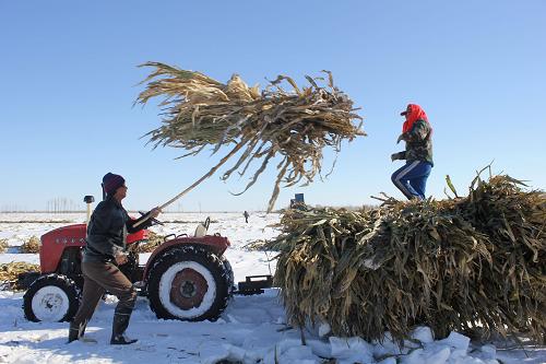 奈曼旗大沁他拉鎮(zhèn)西湖村村民趙玉榮和妻子將從雪地里扒出的玉米秸稈裝車(11月17日攝)。內(nèi)蒙古自治區(qū)奈曼旗11月11日普降暴雪,農(nóng)牧業(yè)遭受較大損失,共有900多頭牲畜死亡。目前,全旗正積極儲備飼草,確保牲畜安全過冬。新華社發(fā)(侯顯峰 攝)