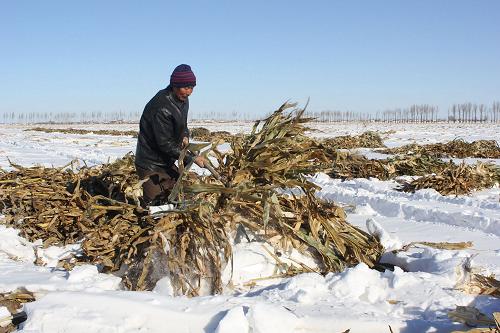 奈曼旗大沁他拉鎮(zhèn)西湖村村民趙玉榮從被大雪覆蓋的田地里扒出玉米秸稈,準(zhǔn)備運(yùn)回家喂牛(11月17日攝)。新華社發(fā)(侯顯峰 攝)