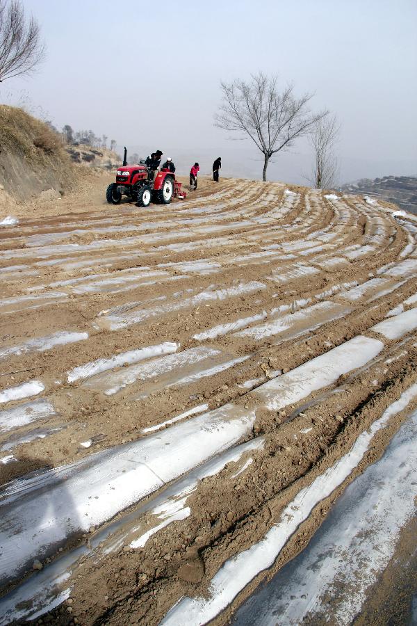 11月21日,甘肅省臨夏回族自治州永靖縣川城鎮(zhèn)農(nóng)民在田間覆膜保墑。目前,在財(cái)政部、農(nóng)業(yè)部的大力支持下,甘肅省2013年將在1000萬畝國家級(jí)旱作農(nóng)業(yè)示范區(qū)全部推廣全膜雙壟溝播玉米;同時(shí),甘肅省財(cái)政將籌措專項(xiàng)資金,建設(shè)500萬畝省級(jí)旱作農(nóng)業(yè)示范區(qū),其中推廣全膜雙壟溝播技術(shù)300萬畝、全膜覆土穴播技術(shù)200萬畝,力爭(zhēng)每年實(shí)現(xiàn)糧食增收15億公斤。新華社發(fā)(史有東 攝)