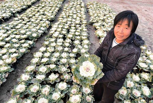 廣陽花農(nóng)在展示羽衣甘藍(lán)(11月24日攝)。作為農(nóng)業(yè)現(xiàn)代化產(chǎn)業(yè)園示范基地,河北廊坊市廣陽區(qū)北旺鄉(xiāng)相士屯村盛園花木場占地約50畝,已建有陽光溫室12棟,冷棚4棟,每棟約700平米,年產(chǎn)草花約200萬盆,擁有四季海棠、香彩雀和羽衣甘藍(lán)等上百個品種。花木場采取育苗、培植、銷售一條龍發(fā)展模式,產(chǎn)品銷往北京、天津、保定、唐山、張家口等地,取得了可觀的經(jīng)濟(jì)效益。新華社記者李曉果攝