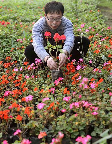 花農(nóng)在花卉大棚里管理自己種植的四季海棠(11月24日攝)。新華社記者李曉果攝